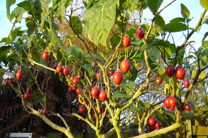 Тамарилло или томатное дерево