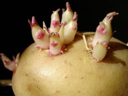 Проращиваем картофель