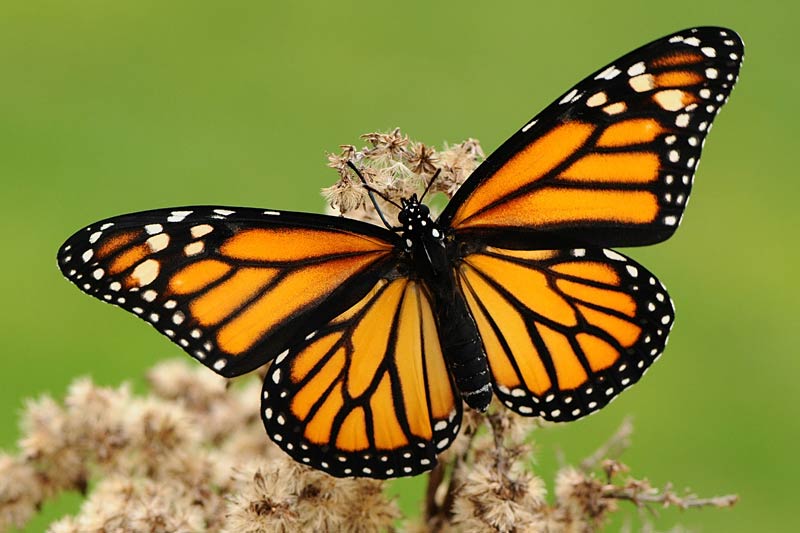 бабочка Danaus plexippus