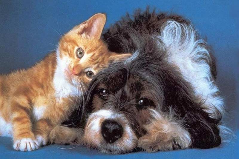 кошка и собака