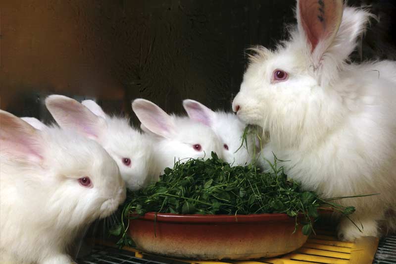 пуховые кролики