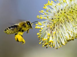 цветочная пыльца