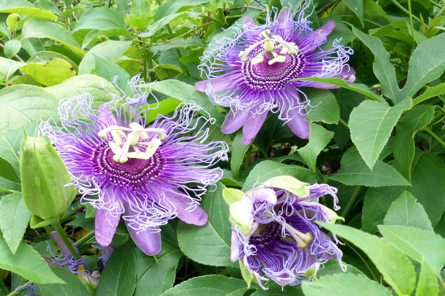 Passiflora incarnata