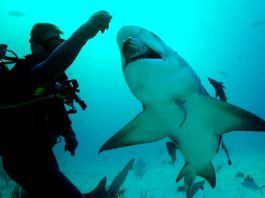 Ученые смогли обмануть и напугать акул