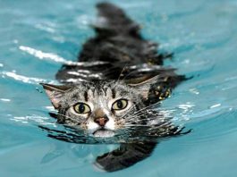 кот в воде