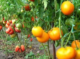 Формируем кусты томатов