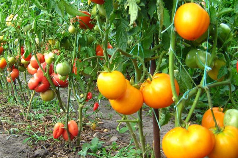 Формируем кусты томатов
