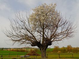 уникальное плодовое дерево