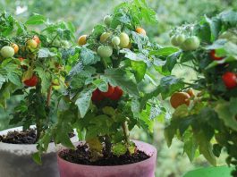 Выращиваем томаты в комнате