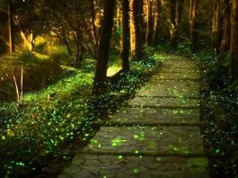 Китайский парк светлячков оживает ночью