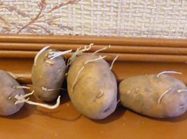 Почему у картофеля тонкие ростки