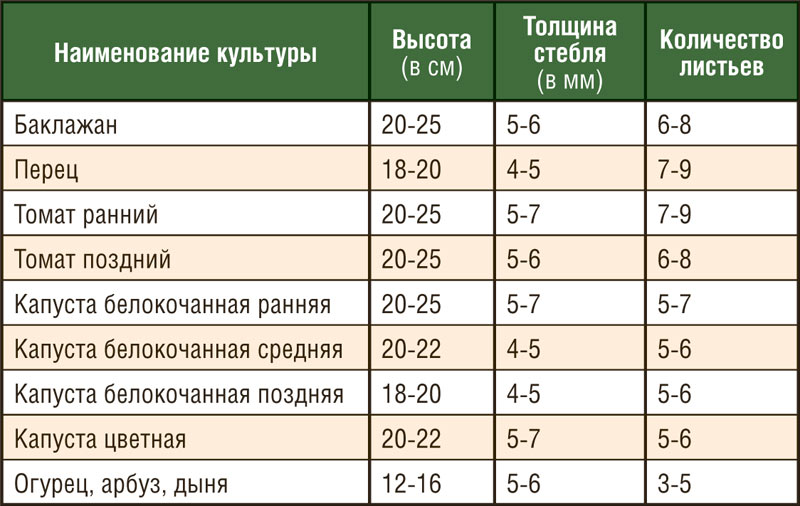 Оптимальный возраст рассады для высадки