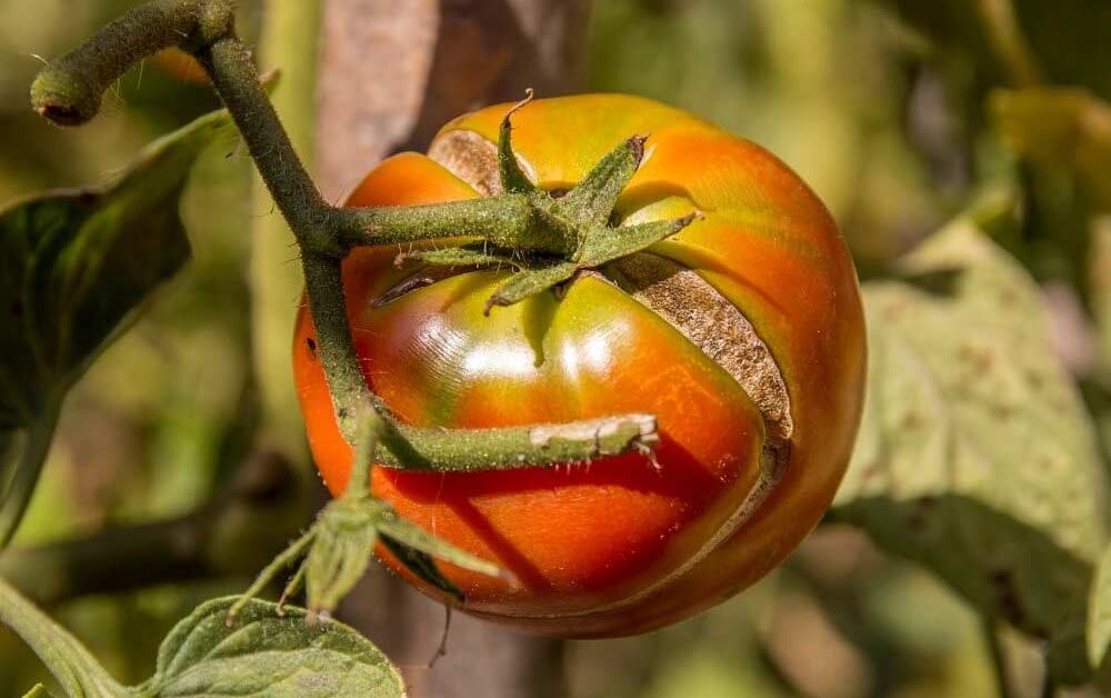 Трескаются томаты