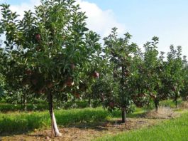 Совместимость плодовых деревьев